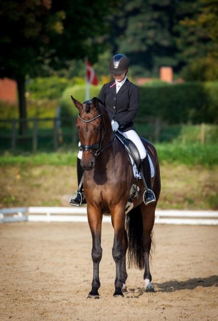 Anden særlig race Alonso A-hest billede 11