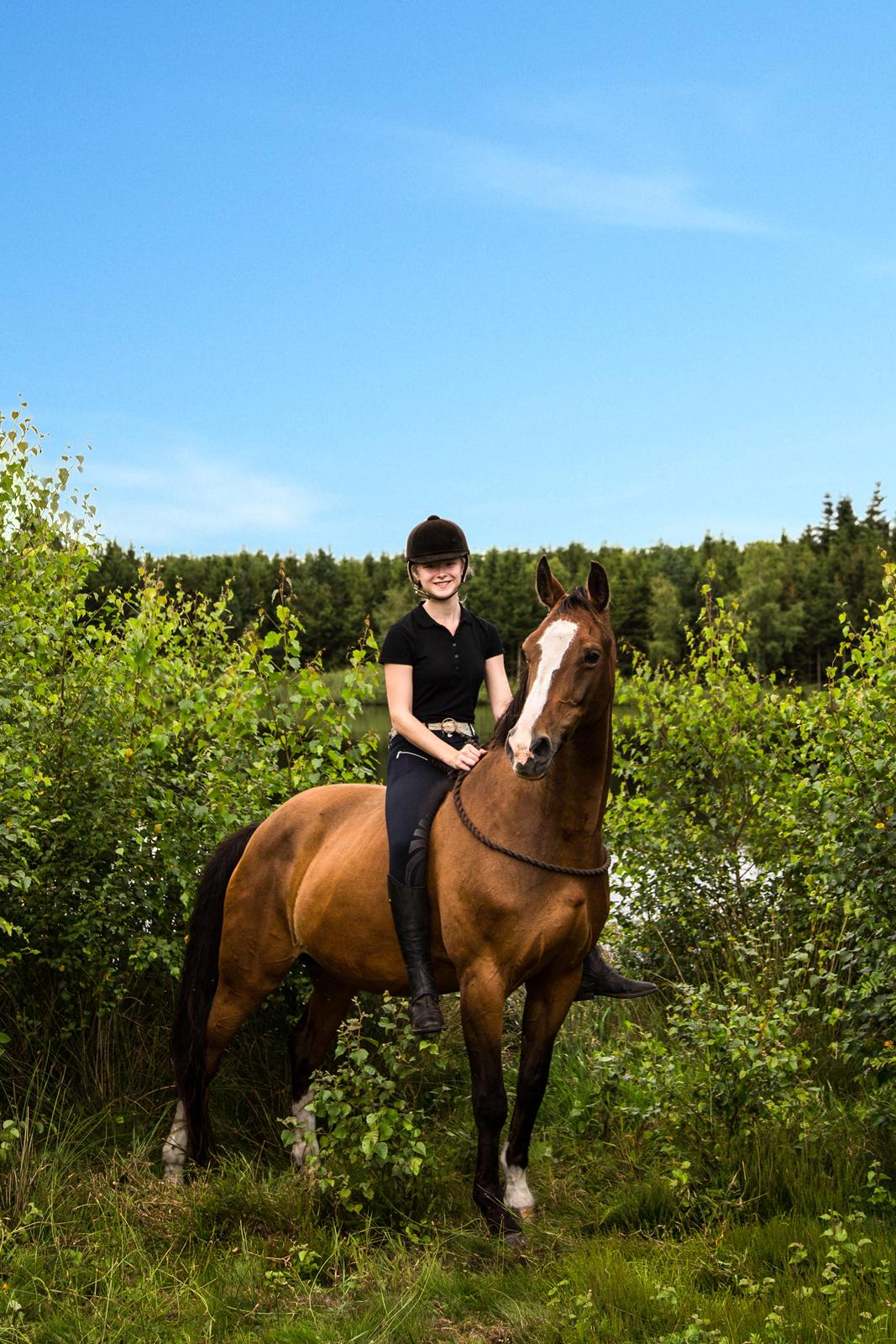 Dansk Varmblod My Choice billede 13