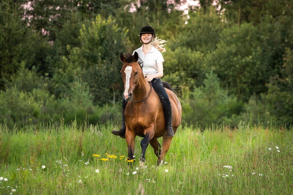 Dansk Varmblod My Choice billede 3