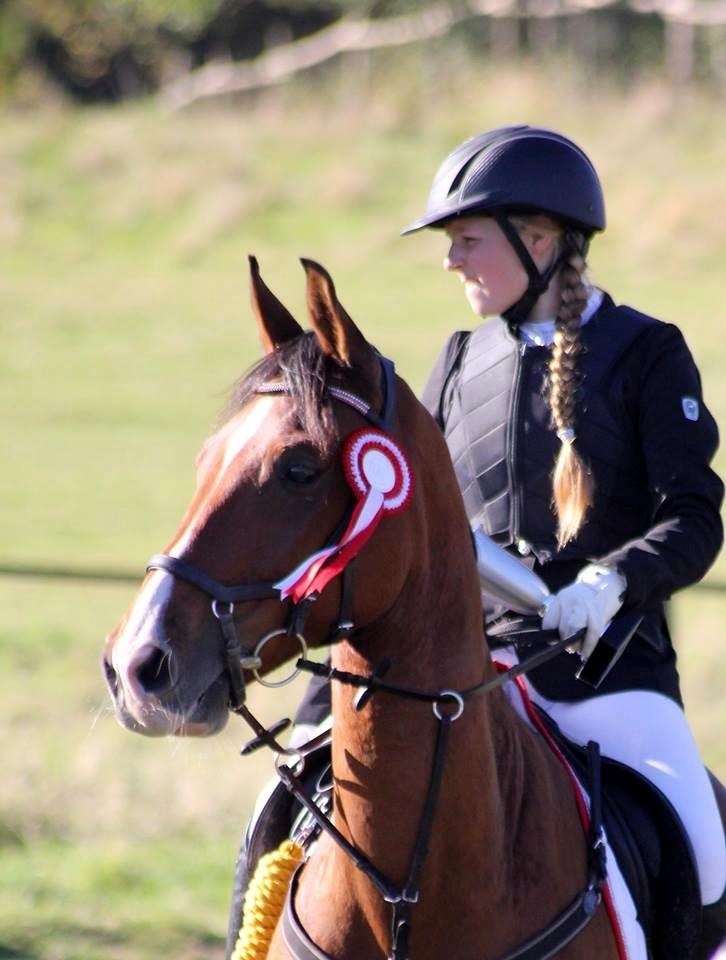 Anden særlig race Freeman - Vinder af klubmesterskab 2015 billede 6