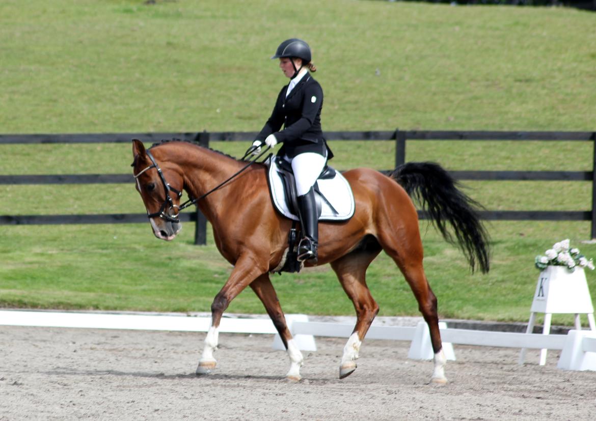 Anden særlig race Freeman - LC1 64.?% og en 3.plads - NSR forår 2016 billede 8