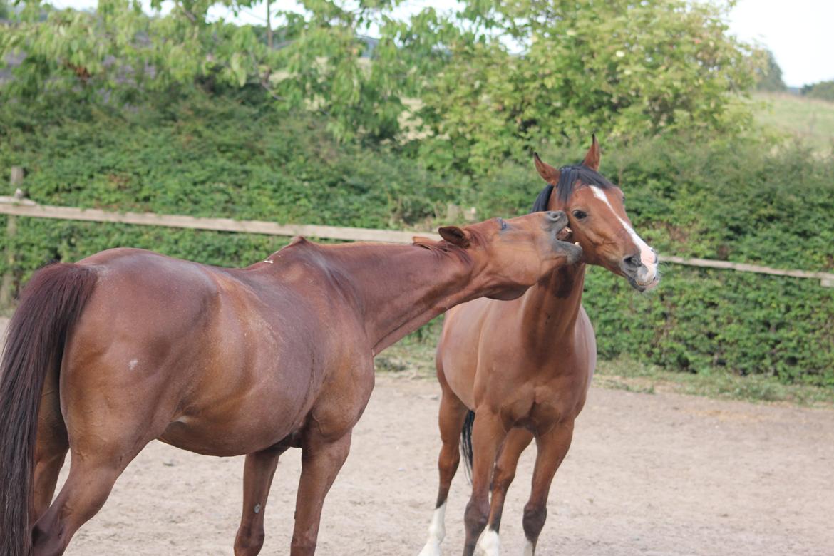Anden særlig race Freeman - Hygge med bedste vennen på fold :) billede 13