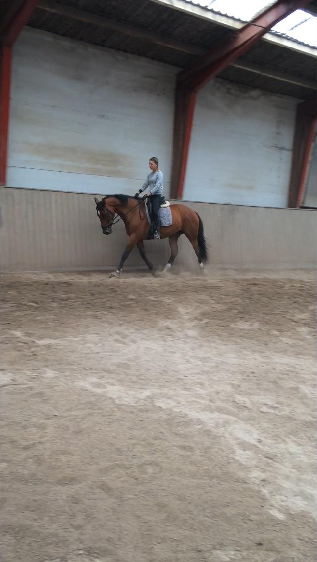 Anden særlig race Stald sofiedahl s ariel z billede 10