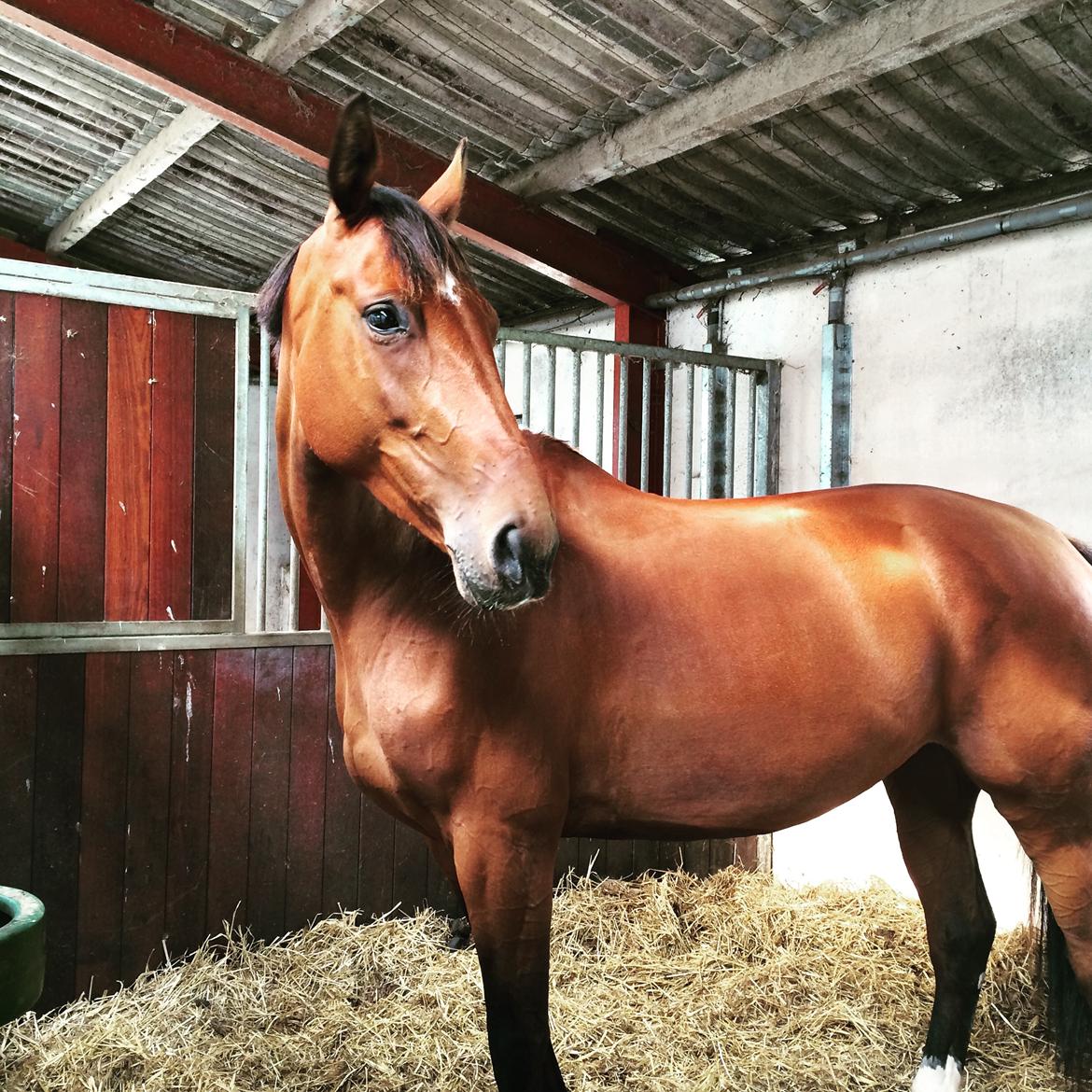 Anden særlig race Stald sofiedahl s ariel z billede 11