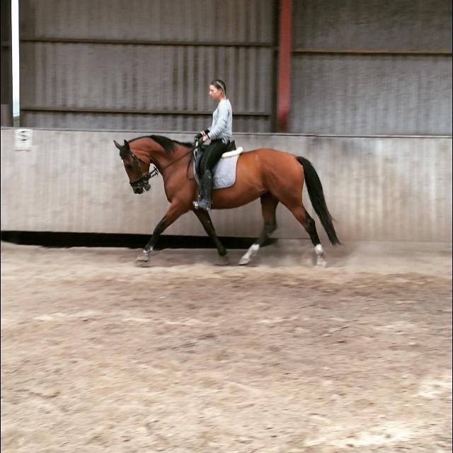 Anden særlig race Stald sofiedahl s ariel z billede 14