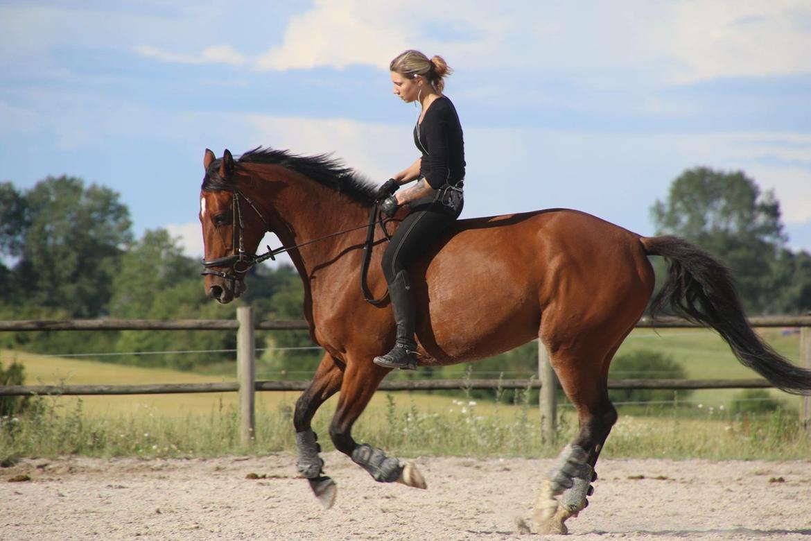 Anden særlig race Stald sofiedahl s ariel z billede 15