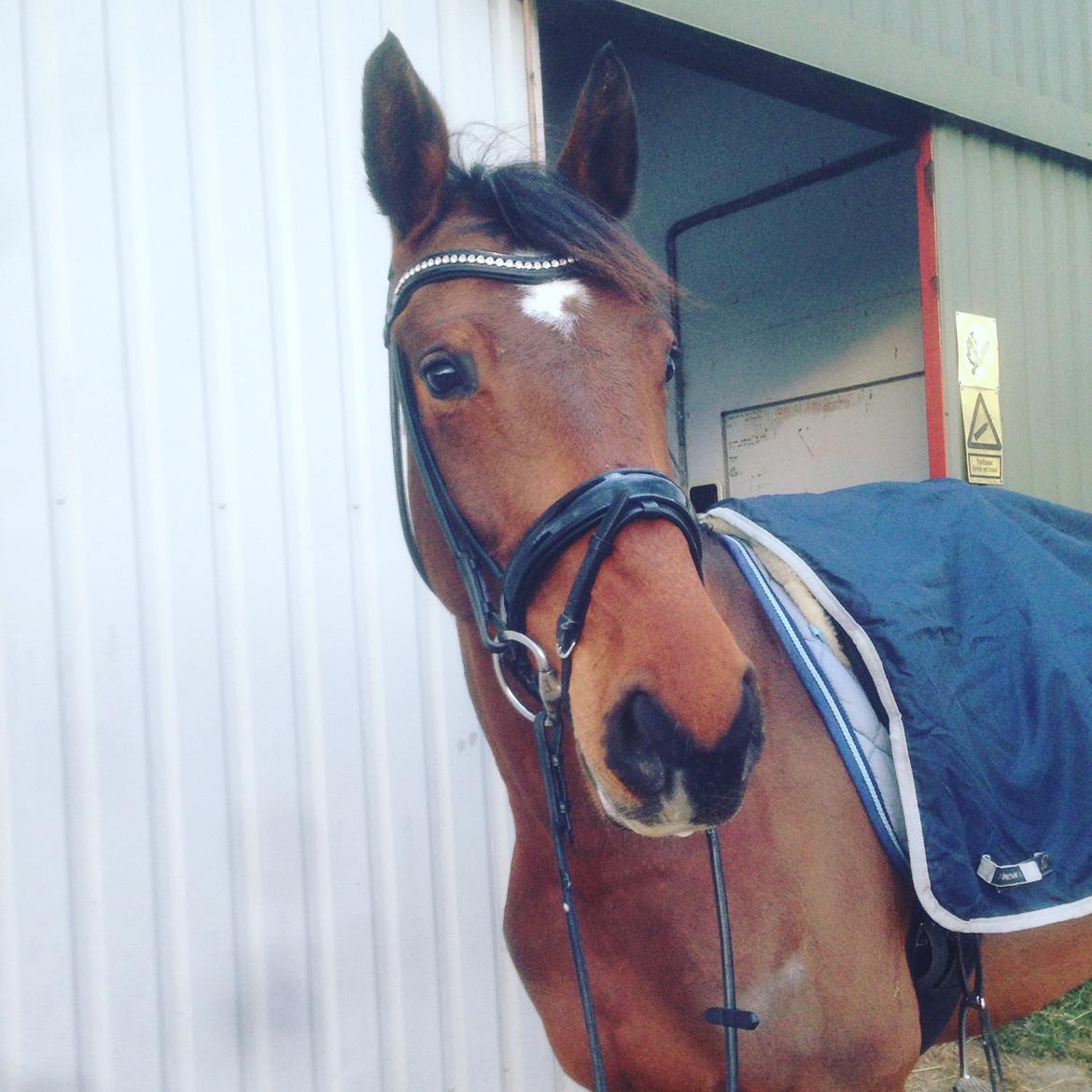 Anden særlig race Stald sofiedahl s ariel z billede 17