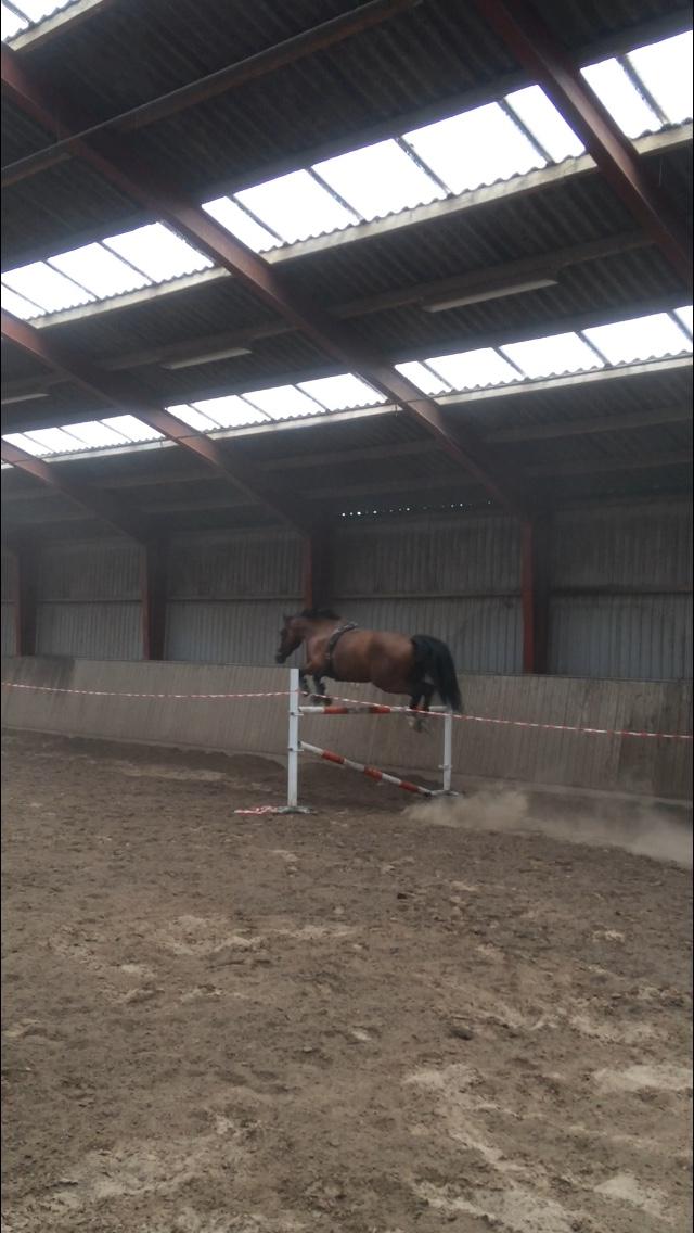 Anden særlig race Stald sofiedahl s ariel z billede 18