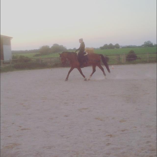 Anden særlig race Stald sofiedahl s ariel z billede 19