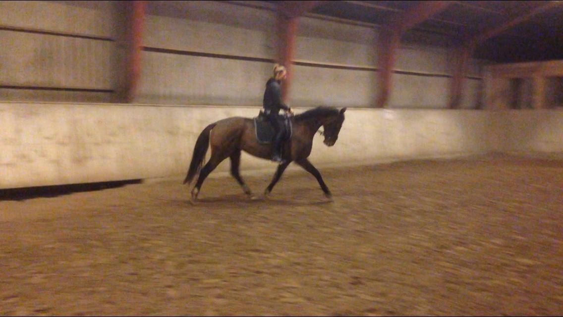 Anden særlig race Stald sofiedahl s ariel z billede 20