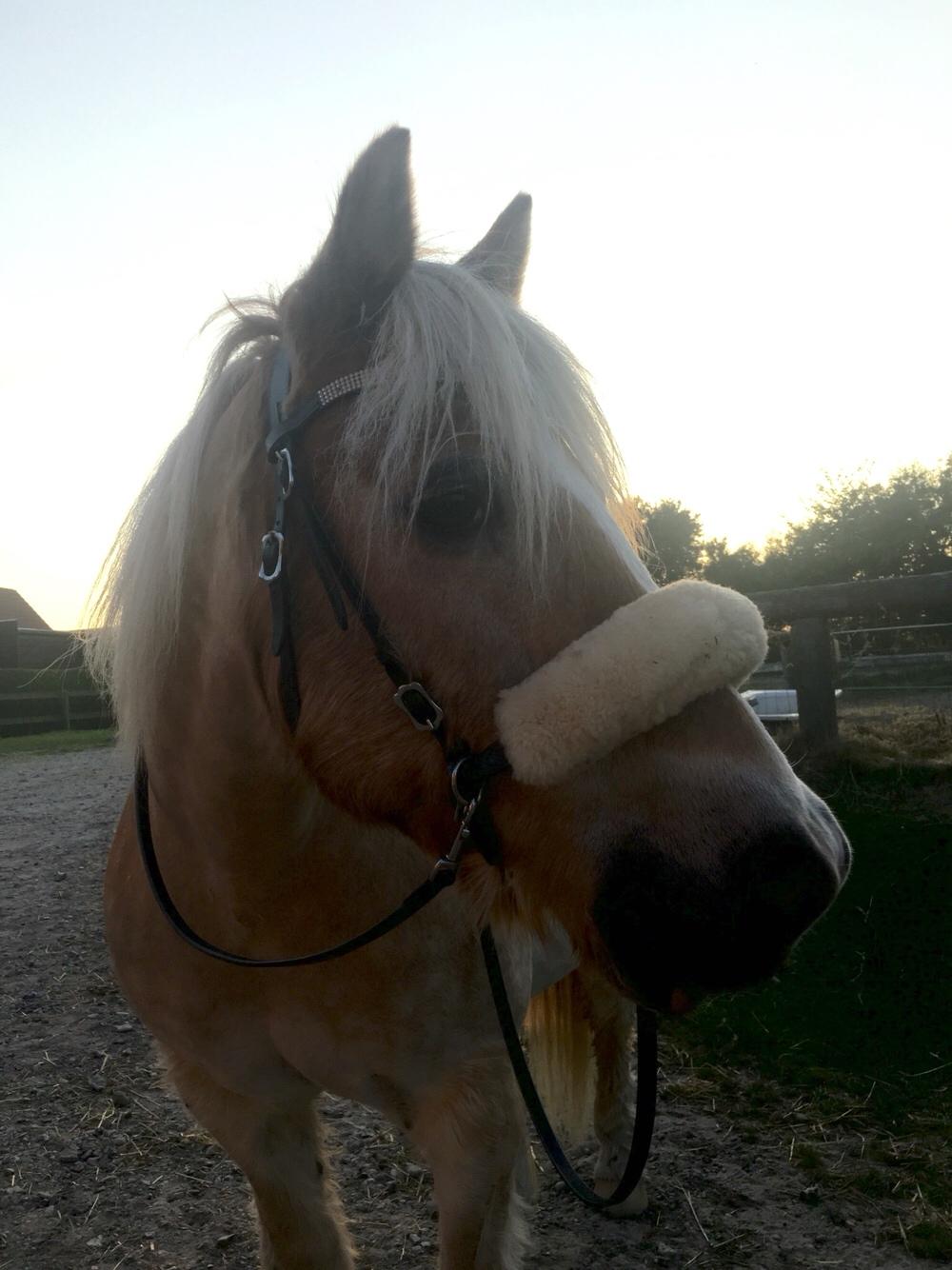 Tyroler Haflinger Asterix  - Sommer billede 2016 billede 13