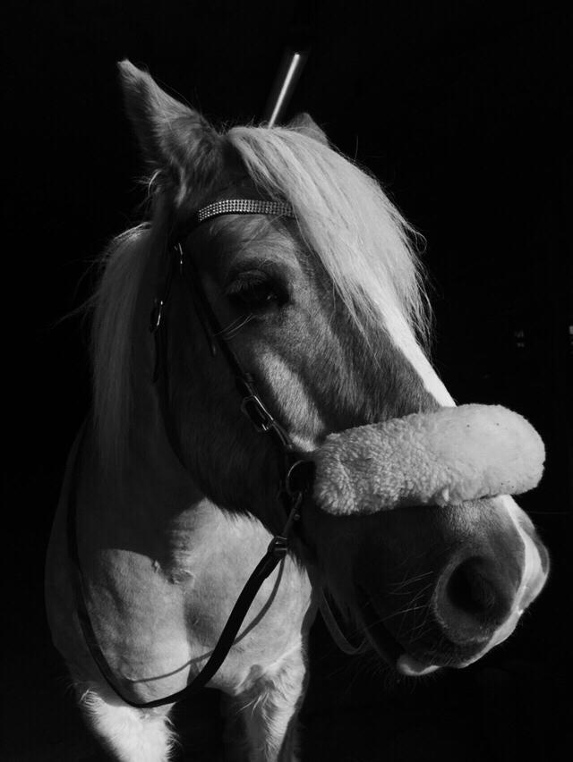 Tyroler Haflinger Asterix  - Sommer billede igen 2016 billede 14