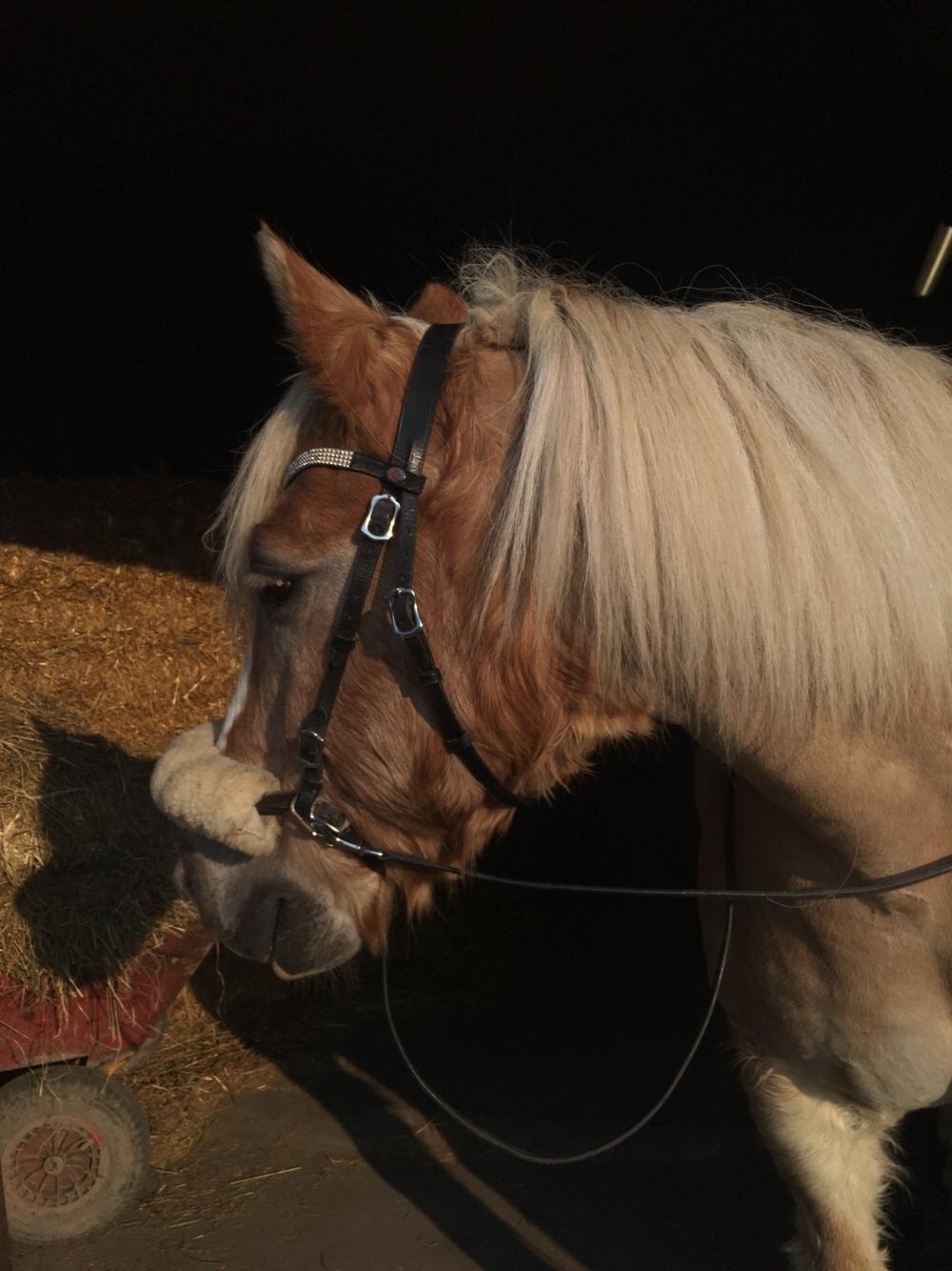 Tyroler Haflinger Asterix  - Sommer billede igen 2016 billede 15