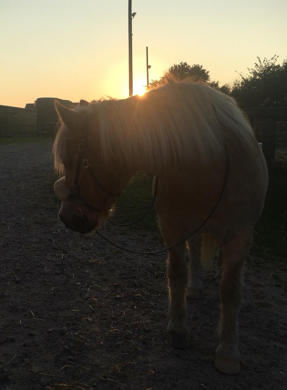 Tyroler Haflinger Asterix  - Sommeren 2016 billede 16