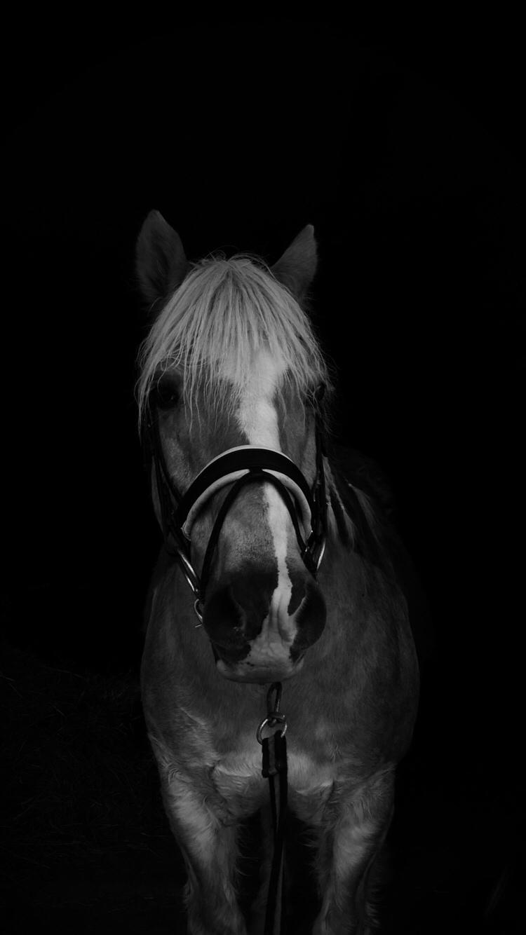 Tyroler Haflinger Asterix  - Hygge i stalden 2016 mig der har taget billedet billede 18