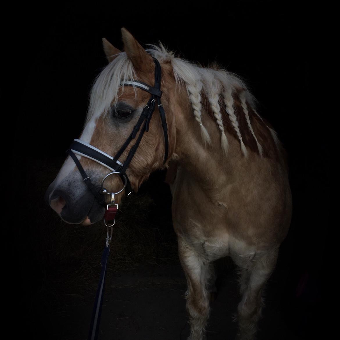 Tyroler Haflinger Asterix  - Hygge i stalden 2016 mig der har taget billedet billede 17