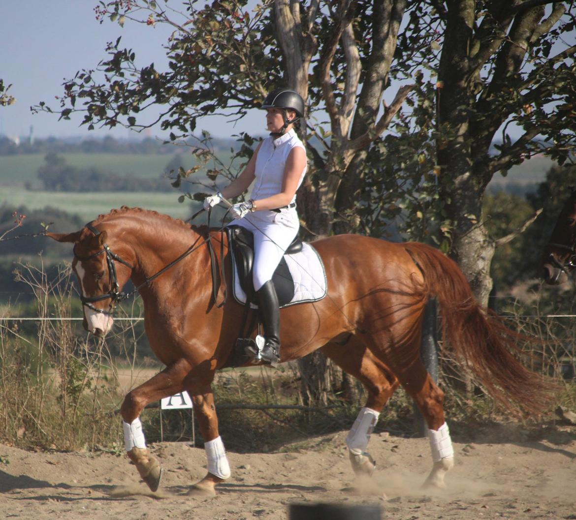 Dansk Varmblod Storgaardens Rialto - September 2016, opvarmning til LA3 billede 32