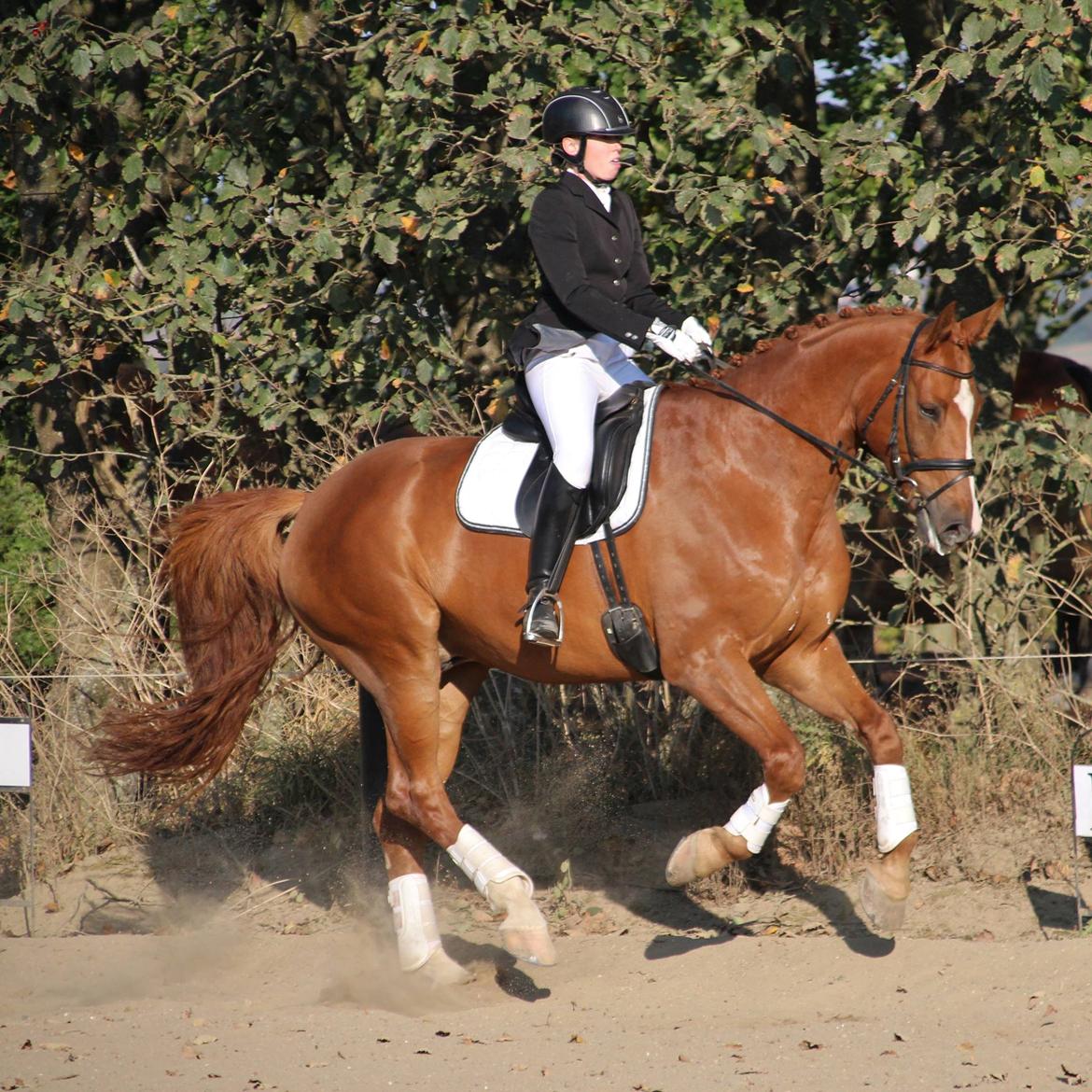 Dansk Varmblod Storgaardens Rialto billede 33