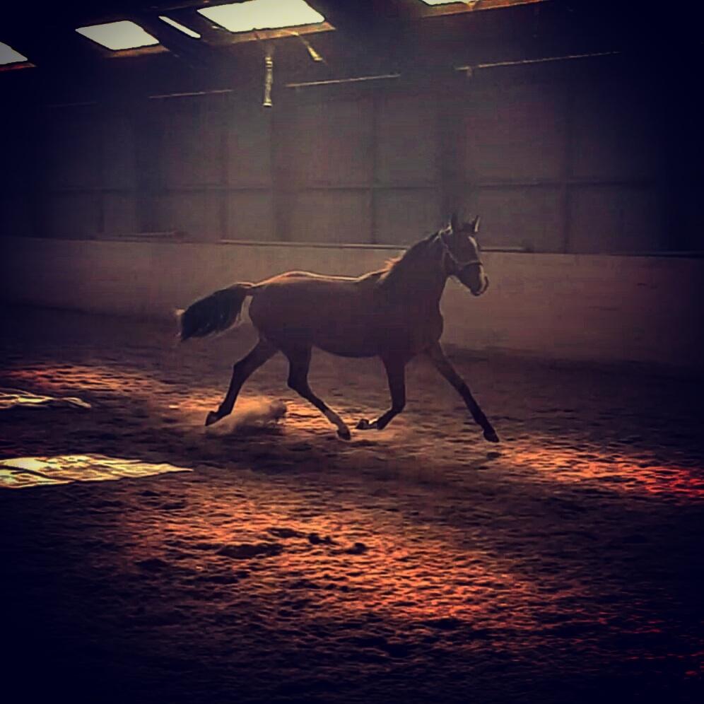 Dansk Varmblod Leona lewis  billede 16