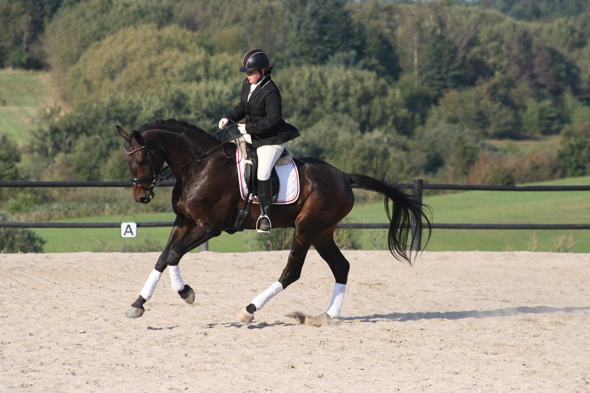 Dansk Varmblod Sieg zack billede 16