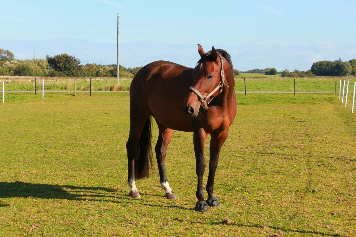 Dansk Varmblod Cille billede 1