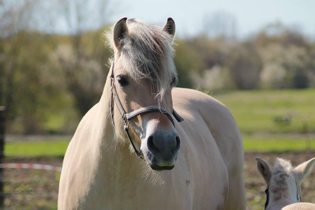 Fjordhest Ågerupgårds Neja <3 billede 3