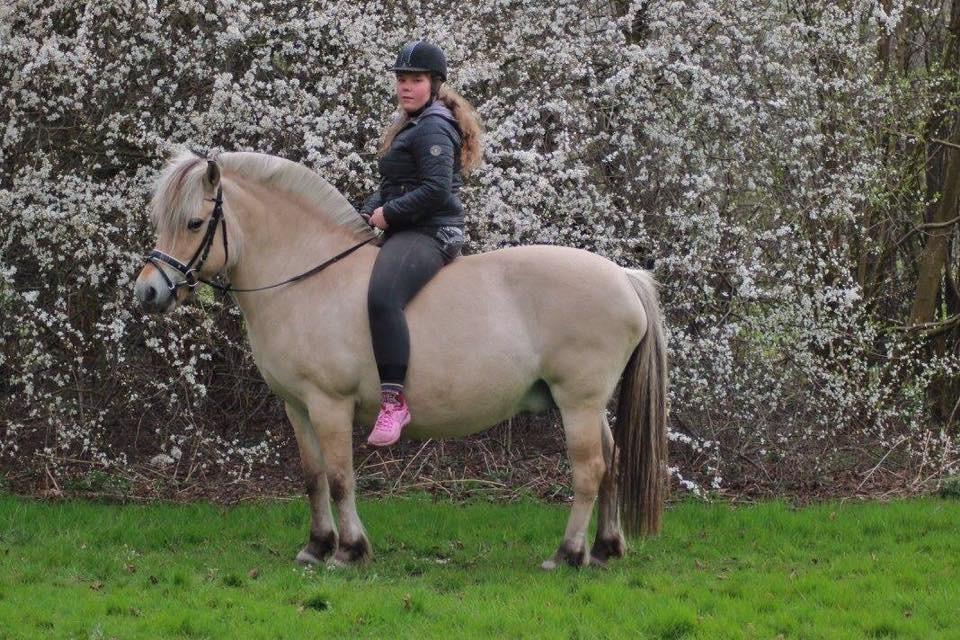 Fjordhest Ågerupgårds Neja <3 billede 4