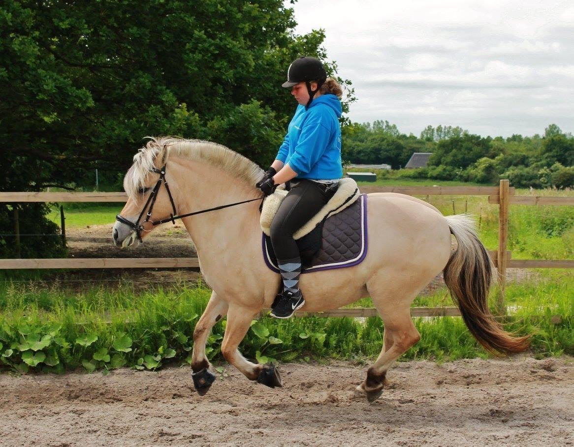 Fjordhest Ågerupgårds Neja <3 billede 2