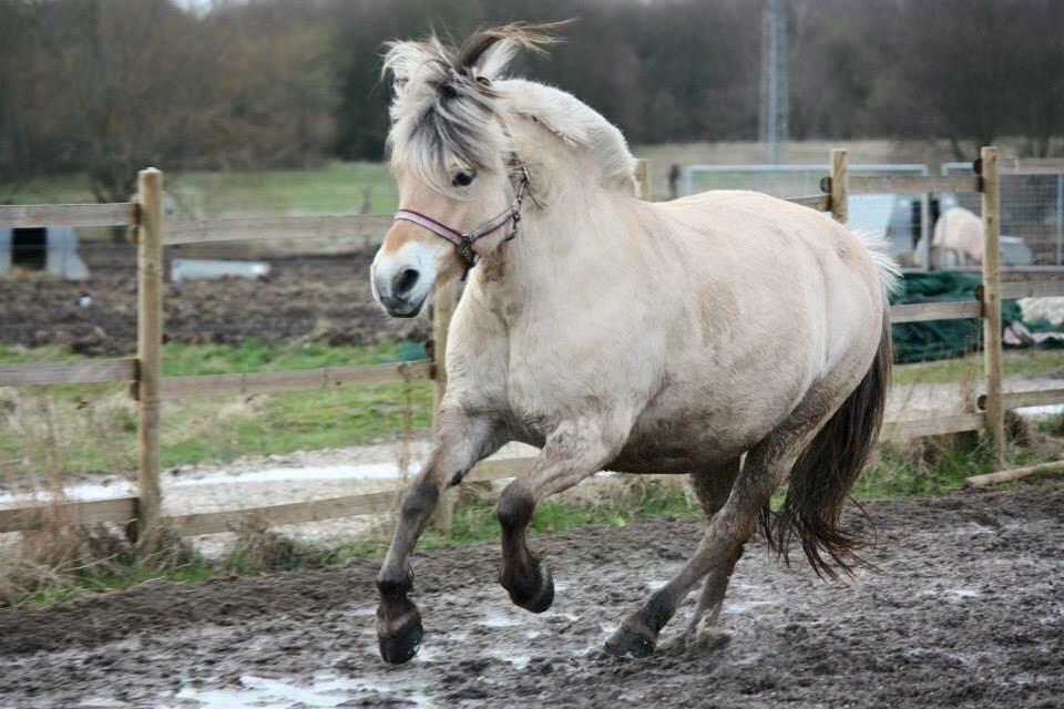 Fjordhest Ågerupgårds Neja <3 billede 5