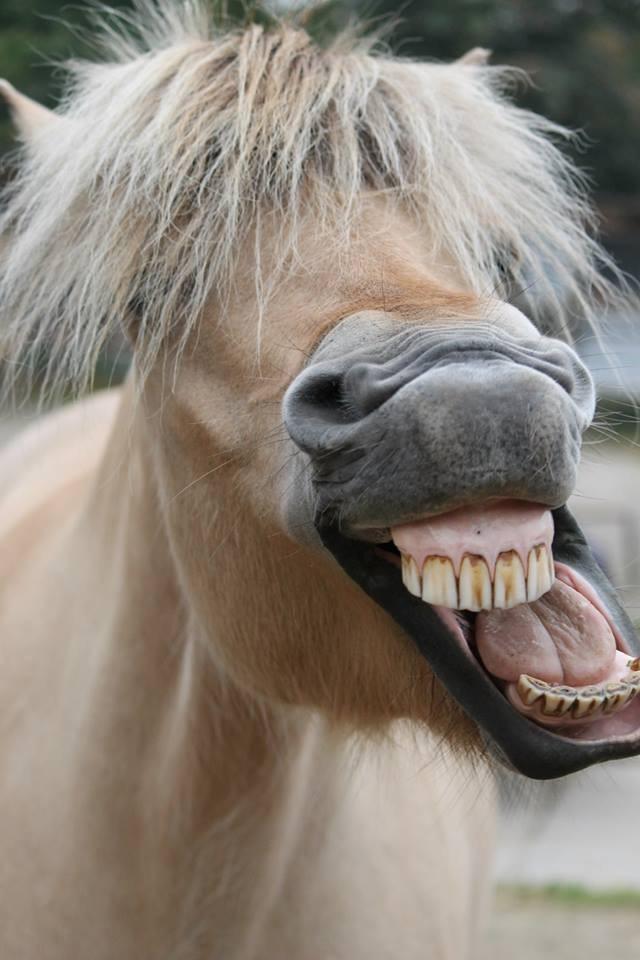 Fjordhest Ågerupgårds Neja <3 billede 8