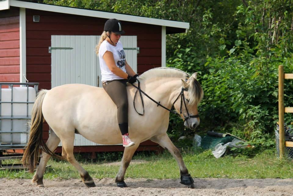 Fjordhest Ågerupgårds Neja <3 billede 9