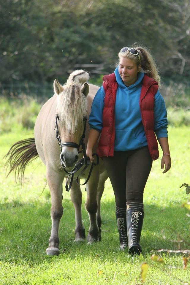 Fjordhest Ågerupgårds Neja <3 billede 7