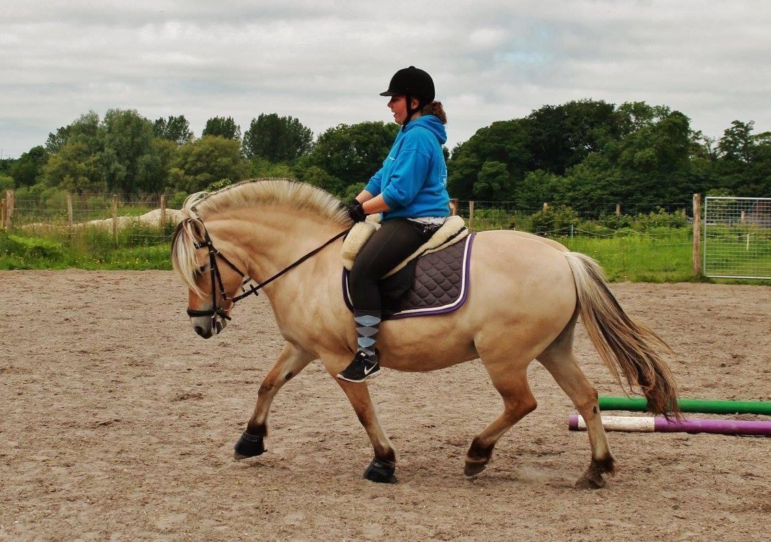 Fjordhest Ågerupgårds Neja <3 billede 12