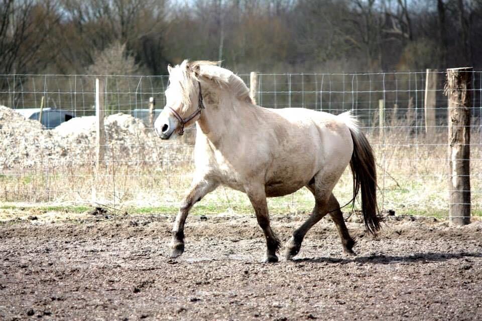 Fjordhest Ågerupgårds Neja <3 billede 11