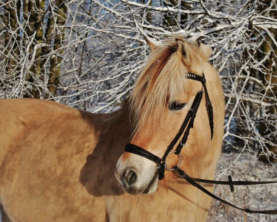 Fjordhest Ågerupgårds Neja <3 billede 13