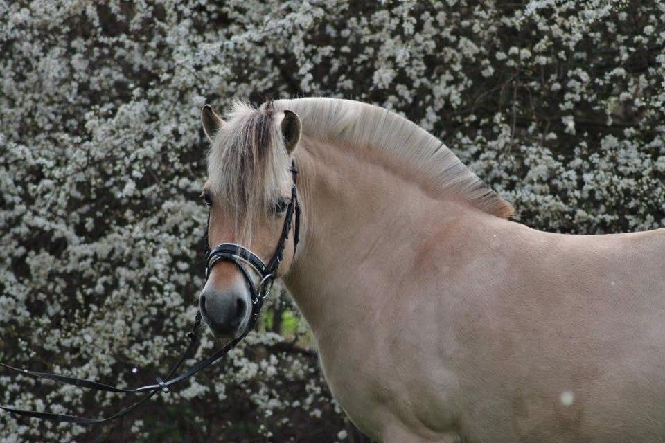 Fjordhest Ågerupgårds Neja <3 billede 15