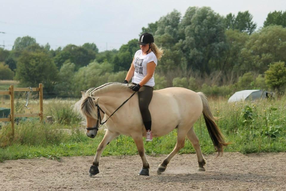 Fjordhest Ågerupgårds Neja <3 billede 16