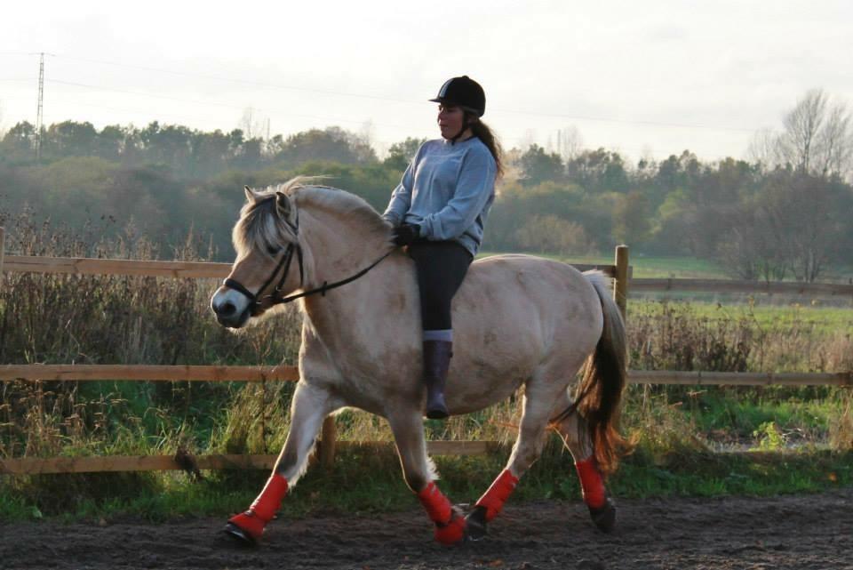 Fjordhest Ågerupgårds Neja <3 billede 14