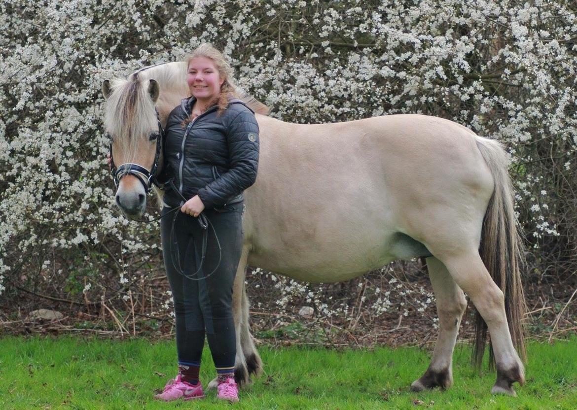 Fjordhest Ågerupgårds Neja <3 billede 18