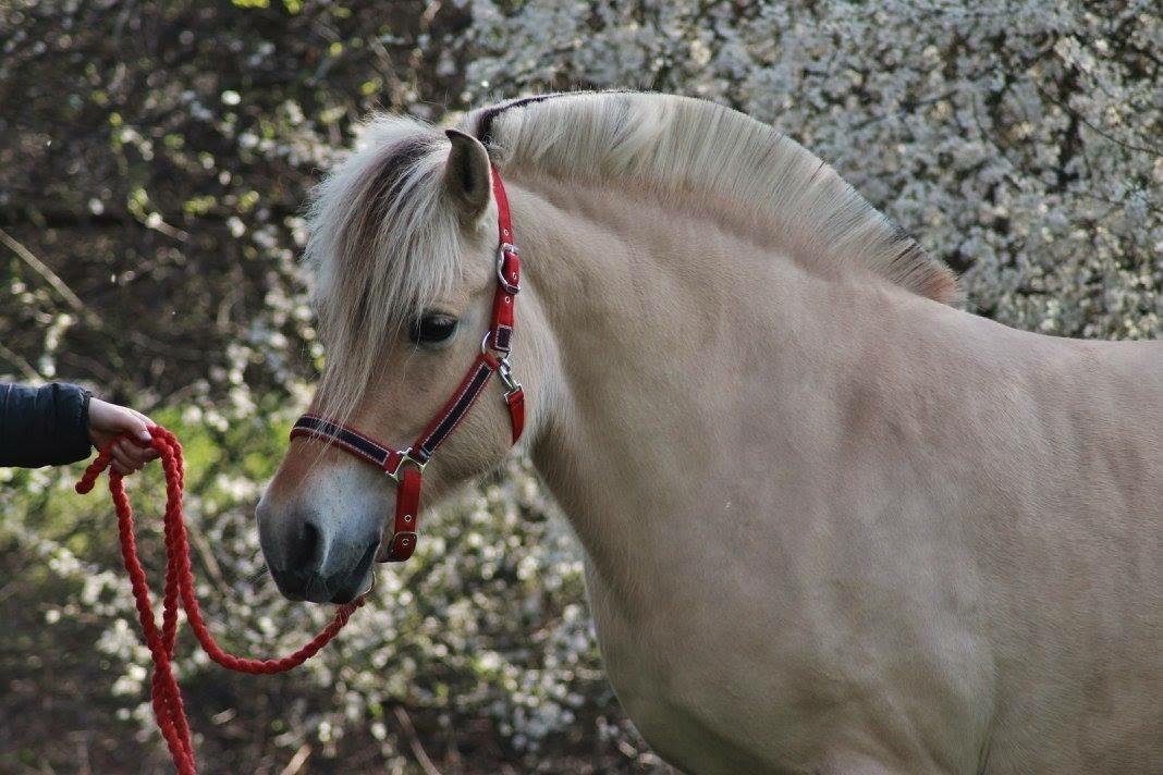 Fjordhest Ågerupgårds Neja <3 billede 19