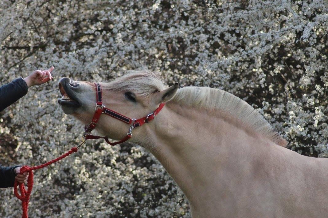 Fjordhest Ågerupgårds Neja <3 billede 6