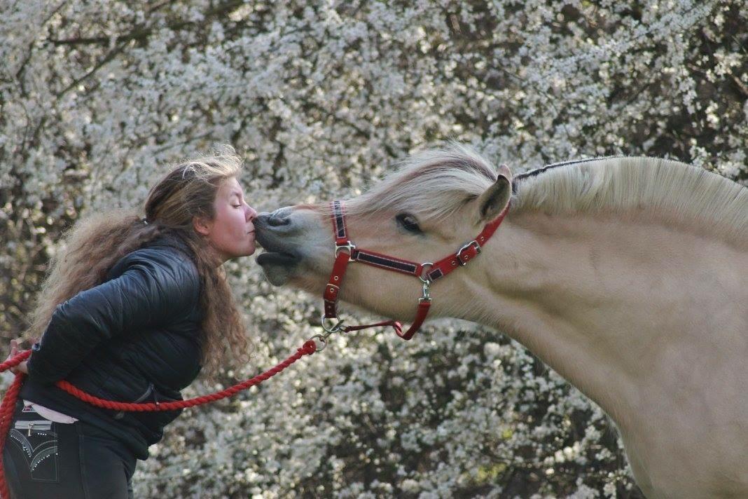 Fjordhest Ågerupgårds Neja <3 billede 10