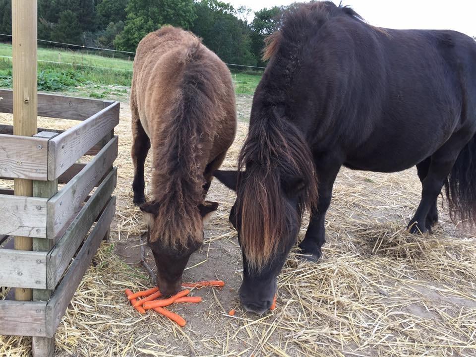 Shetlænder Annagaard Unesco - Nessie smager på gulerødder, sammen med sin mor <3 billede 11