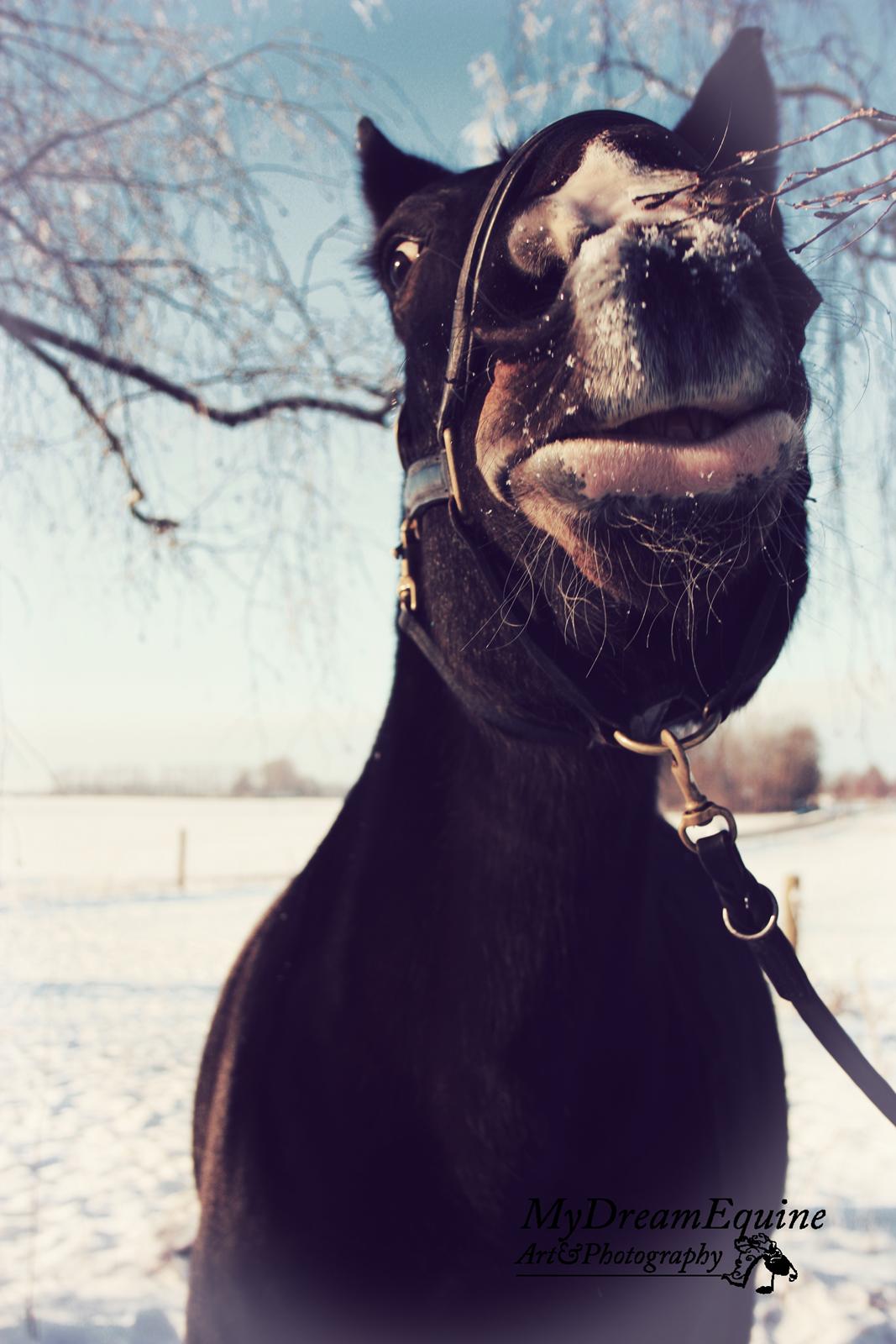 Oldenborg Emma (Dot) Hestbækgård - My sweet goofball :) <3 billede 7