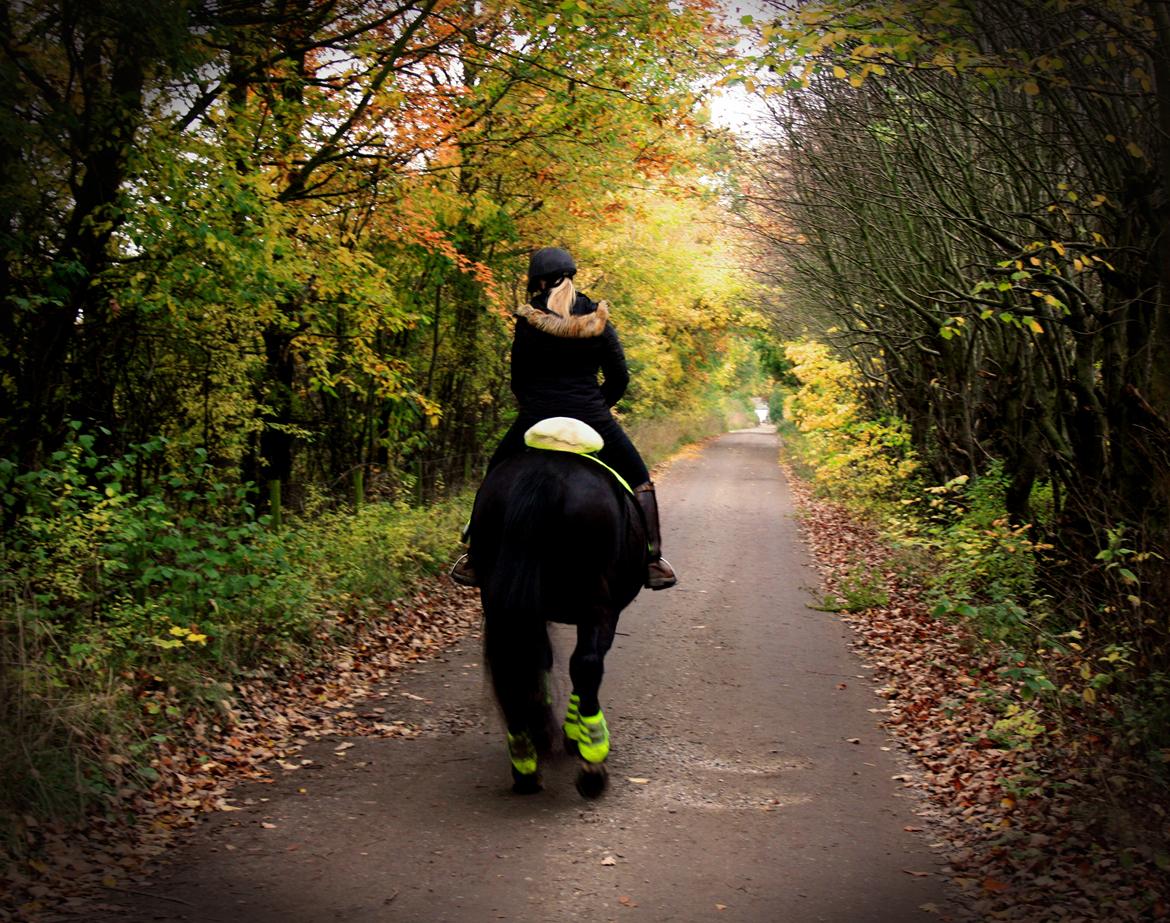 Oldenborg Emma (Dot) Hestbækgård - Er der nogen bedre måde at nyde efteråret på ? <3 billede 6