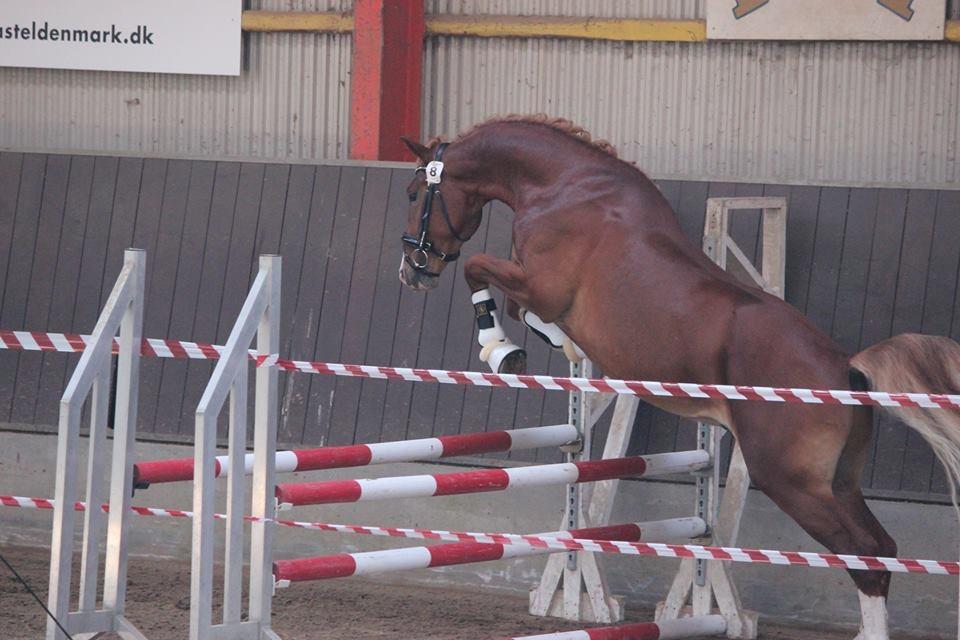 Frederiksborg Sarlot Drage billede 20