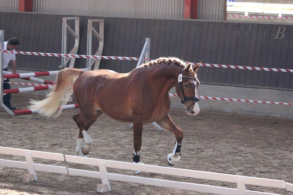 Frederiksborg Sarlot Drage billede 17