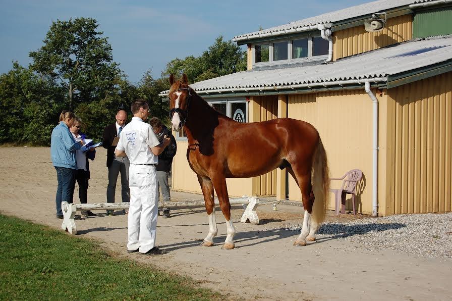 Frederiksborg Sarlot Drage billede 19