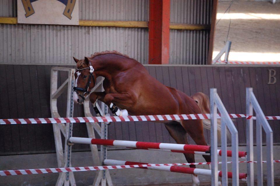 Frederiksborg Sarlot Drage billede 1