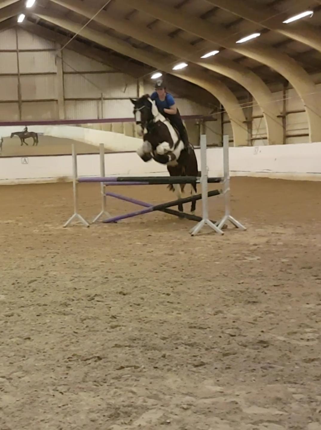 Pinto Bakkegaardens Montoya billede 22